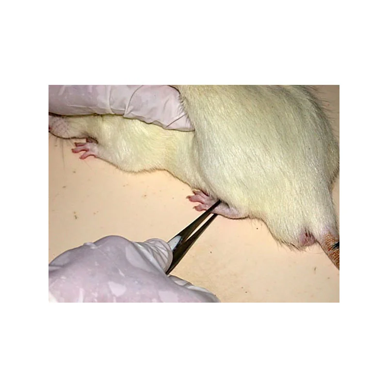  Rodent pincher (old pincher) applied on a limb