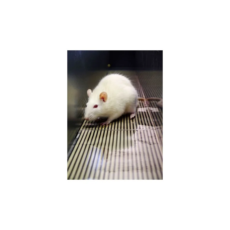 Bioseb's Kinetic Weight Bearing: Rat inside the corridor