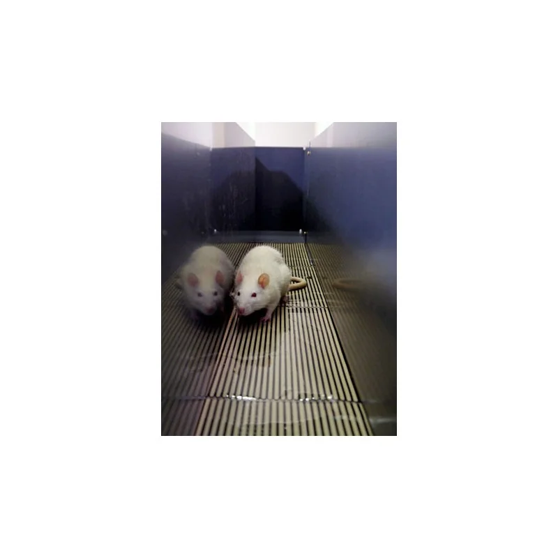 Bioseb's Kinetic Weight Bearing: Rat inside the corridor