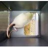 Bioseb\'s Kinetic Weight Bearing: Rat exiting the corridor