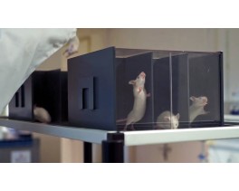 Modular holder cages for rats and mice