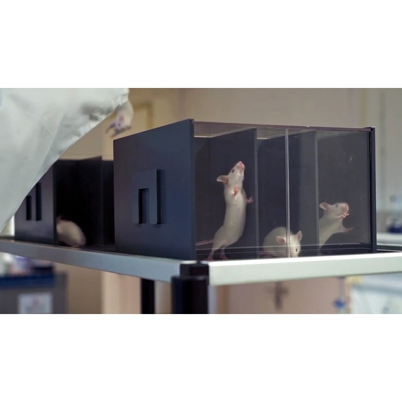 Cages de contention modulables pour rats et souris