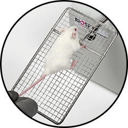 Bioseb Grip Test for Rodents (rats and mice): close-up